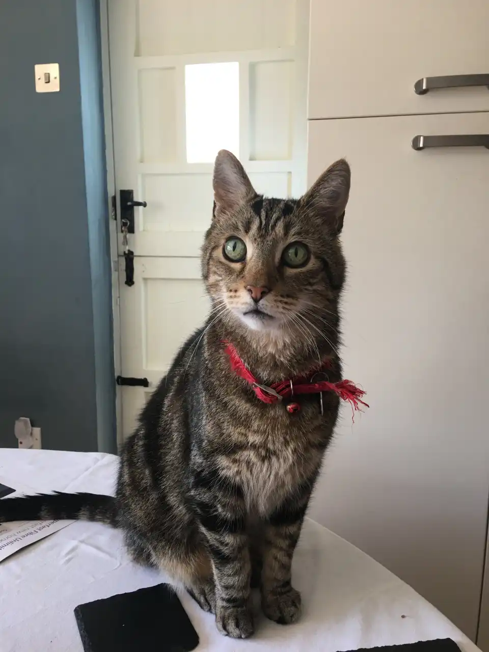 Picture of Alfie