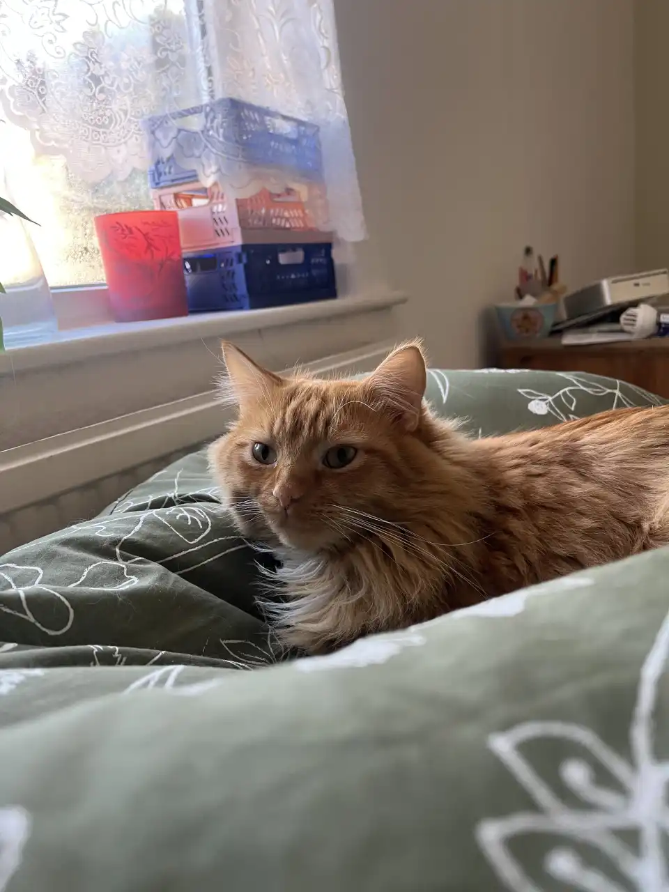 Picture of Hugo