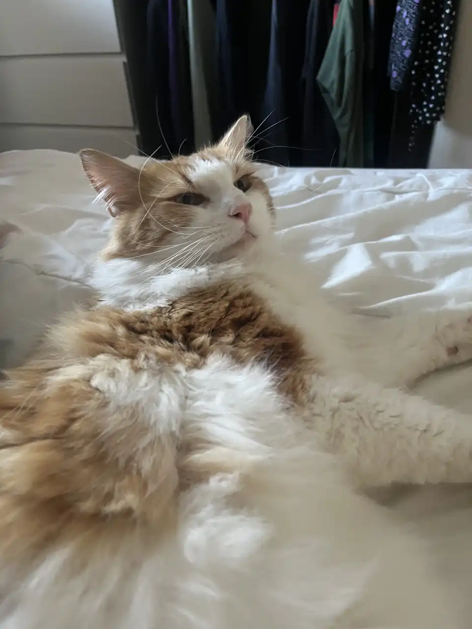 Picture of Remy