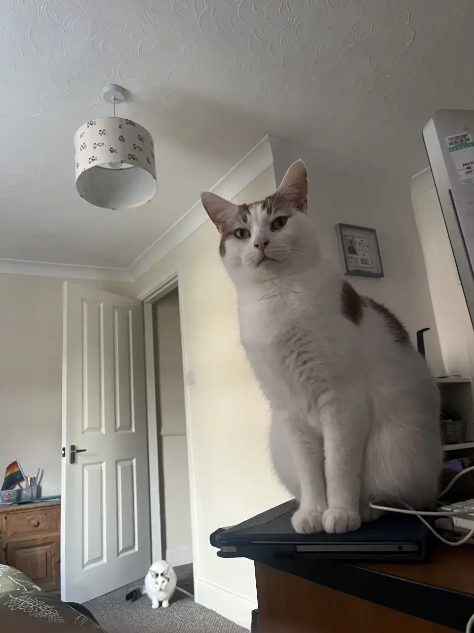 Picture of Strudel